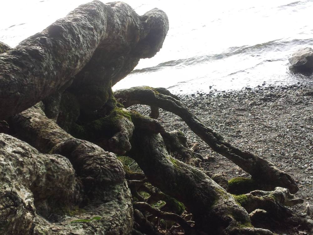 The roots of a tree reach towards a body of water. The roots are almost human in form, their texture and shape resembling a bowed head and reaching limbs.