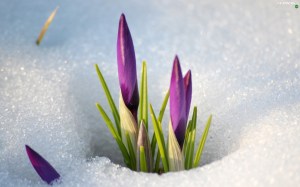 snow-crocuses-2