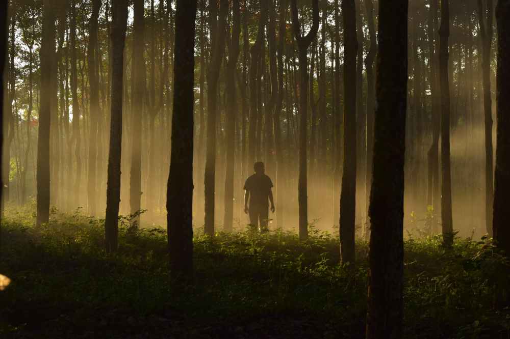 man alone in forest